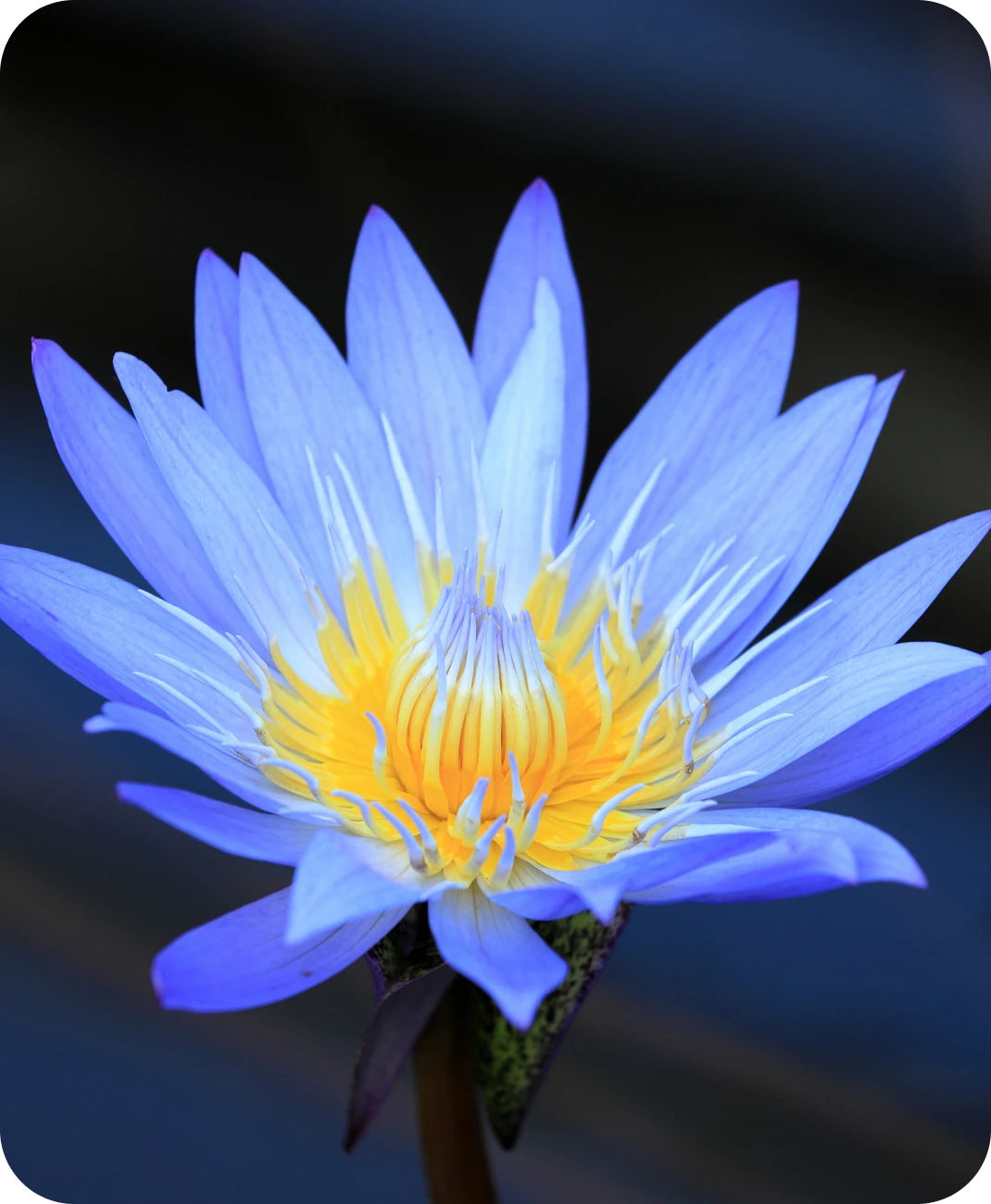 Blue and yellow water lily bloom