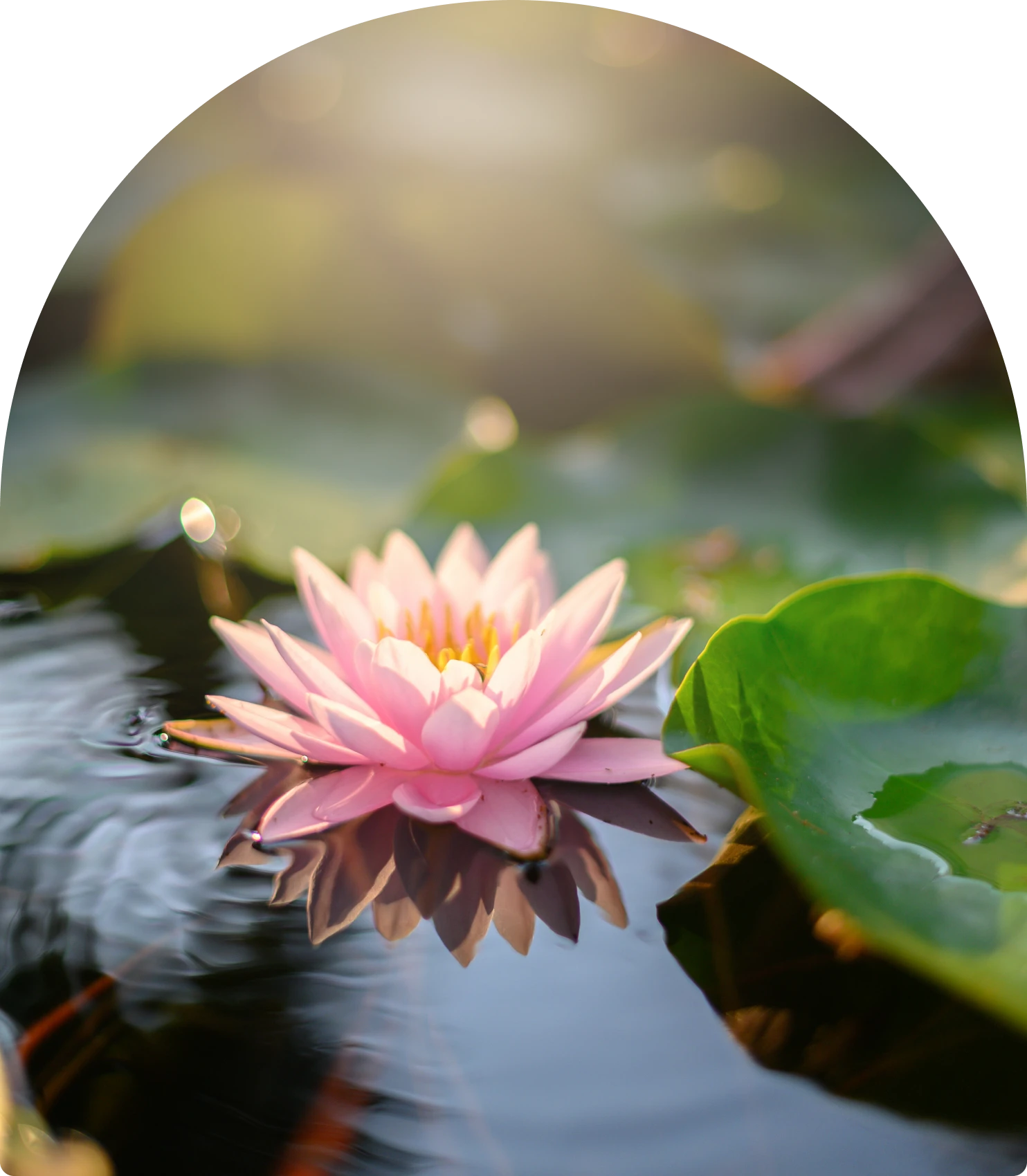 Pink lotus in serene pond